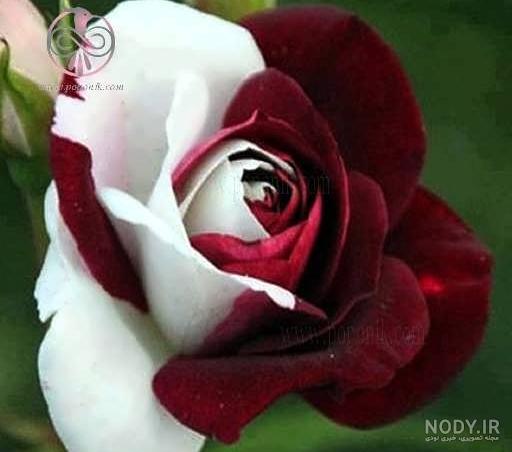 عکس گل رز قرمز برای پروفایل