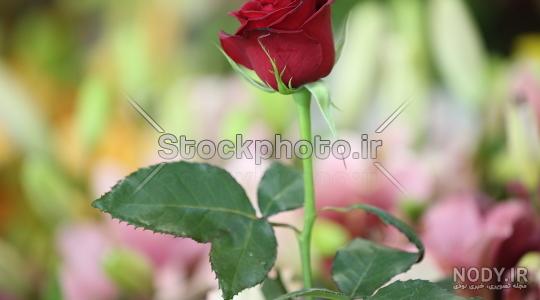 عکس گل رز قرمز مخملی