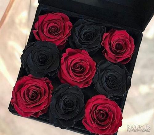 عکس گل رز قرمز و آبی عکس گل رز قرمز و آبی
