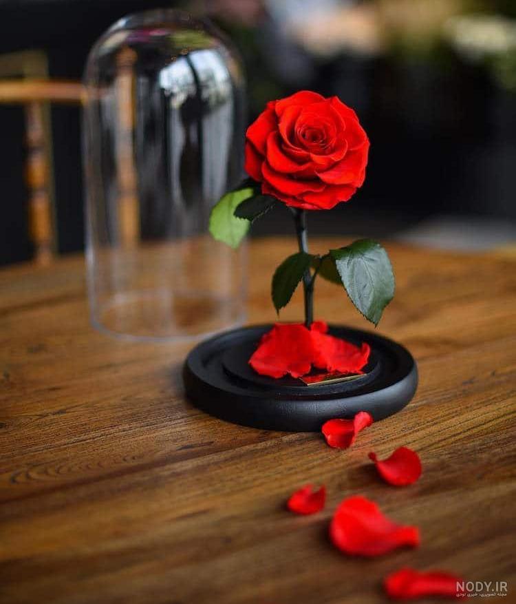 عکس گل قرمز برای پروفایل