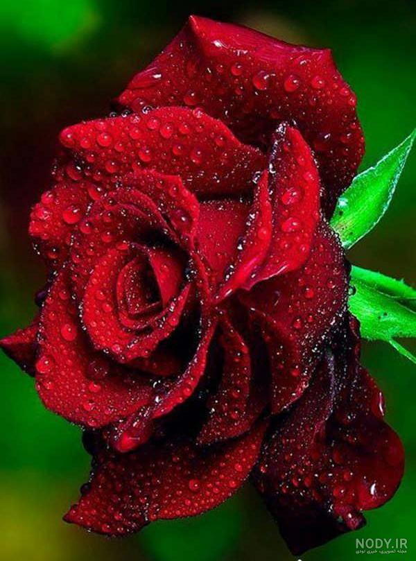 عکس گل قرمز زیبا