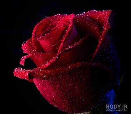 عکس گل قرمز عاشقانه