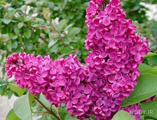 عکس گل یاس کبود عکس گل یاس کبود