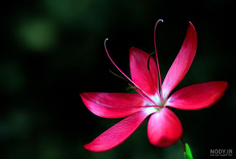 عکس گلهای بسیار زیبای جهان برای پروفایل