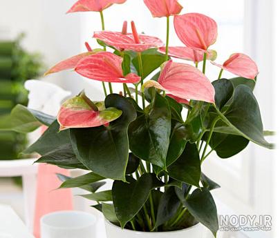 عکسهای گل طبیعی خانگی عکسهای گل طبیعی خانگی