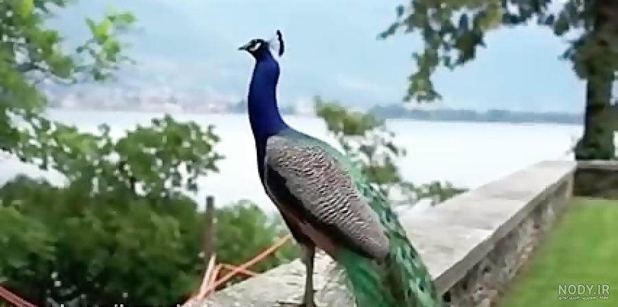 ملکه عکس طاووس صورتی