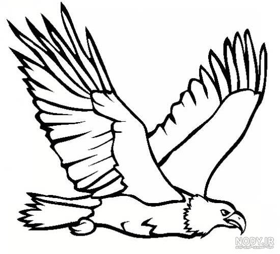 نقاشی عقاب زیبا