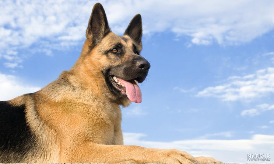 نژاد سگ آلمانی