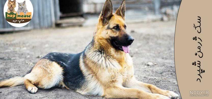 نژاد سگ پلیس ایران