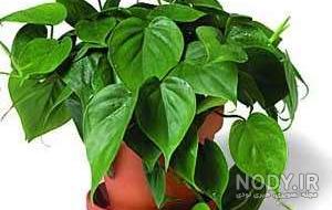 گیاه زینتی گونه نماینده گیاه زینتی گونه نماینده