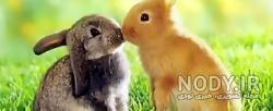 زیباترین اسب سفید دنیا زیباترین اسب سفید دنیا