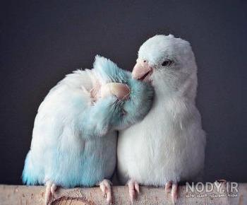 عکس اسب عرب عکس اسب عرب