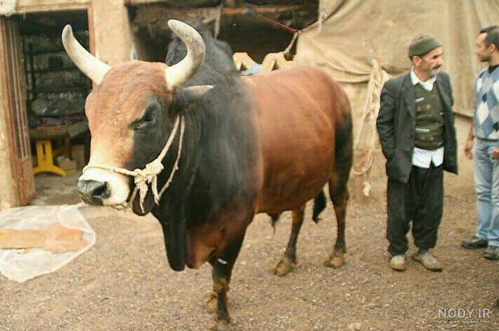 اصلاح نژاد گاو سیستانی اصلاح نژاد گاو سیستانی
