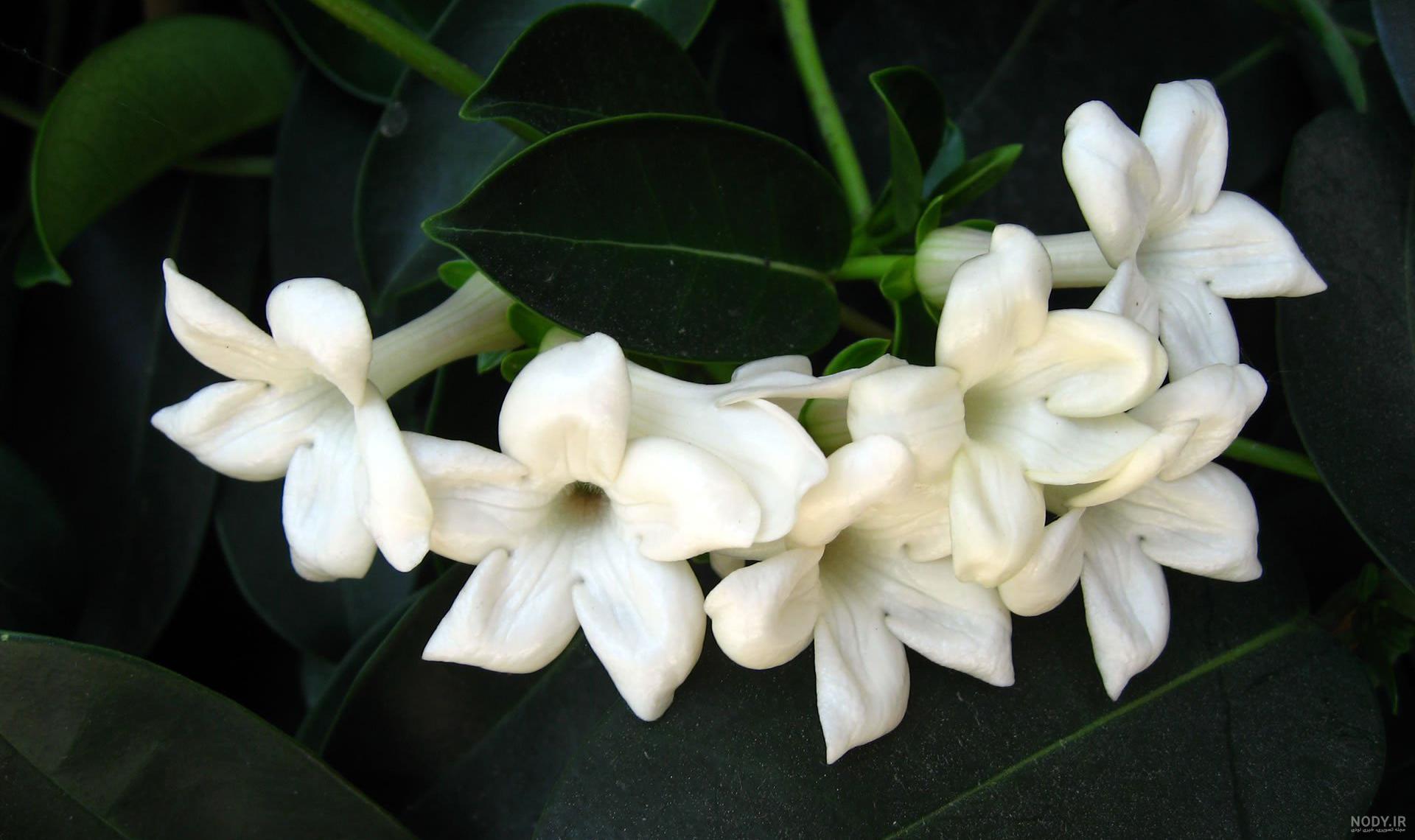 خواص مریم گلی برای کلیه