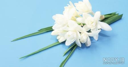 طریقه مصرف مریم گلی