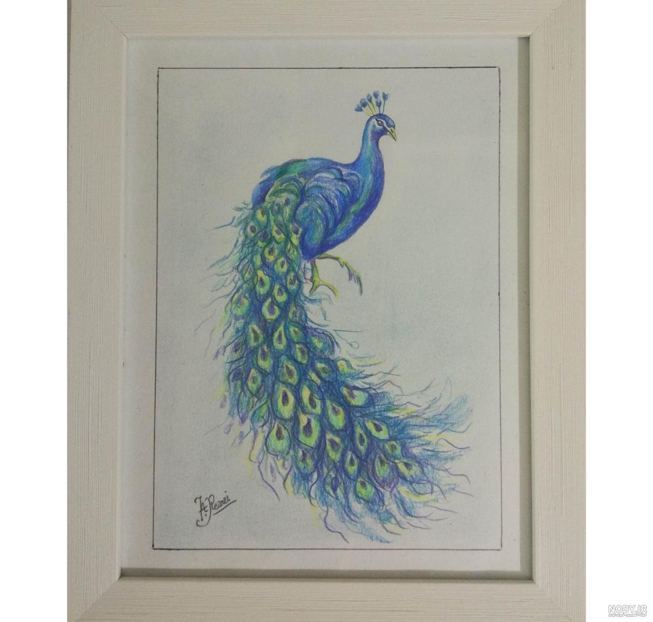 عکس بچه طاووس