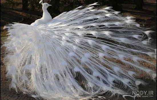 عکس بچه طاووس عکس بچه طاووس