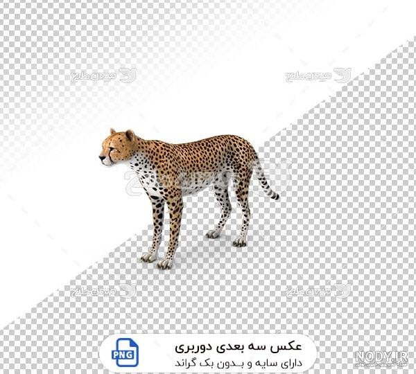 عکس جگوار سیاه برای پروفایل