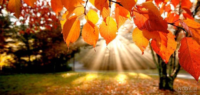 عکس درخت پاییزی برای پروفایل