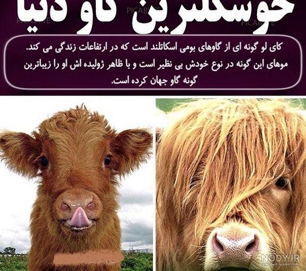 عکس زیباترین گاو عکس زیباترین گاو