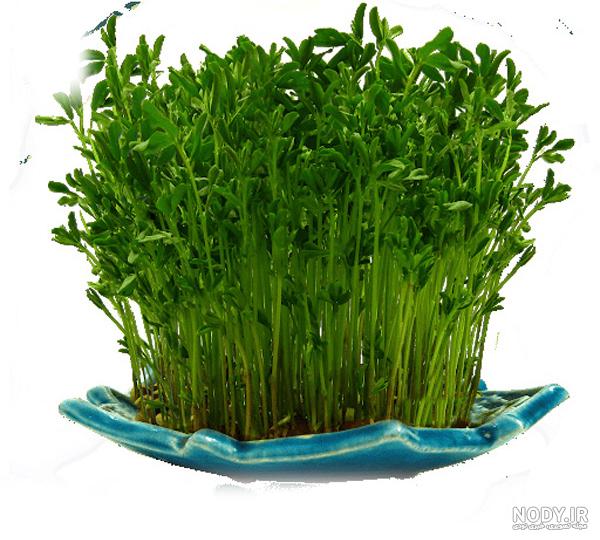 عکس سبزه لپه