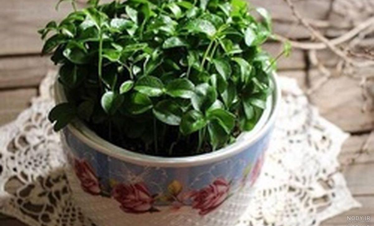 عکس سبزه ی لپه