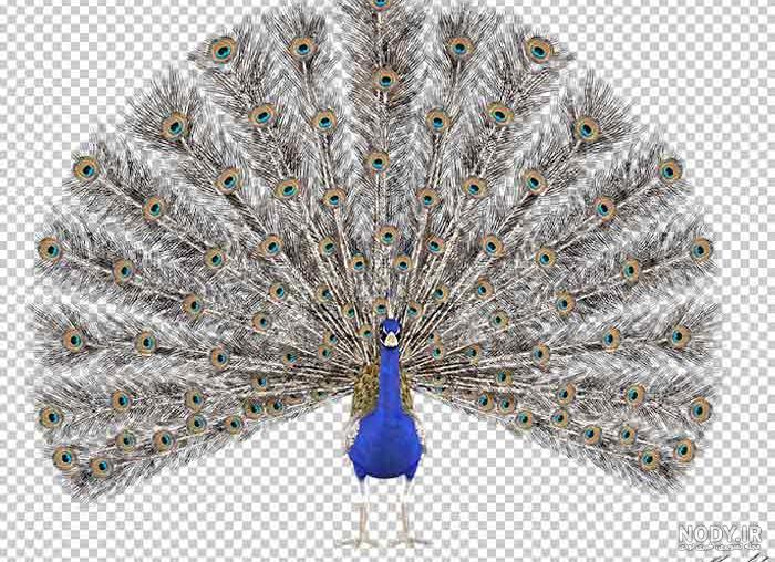 عکس طاووس سیاه عکس طاووس سیاه
