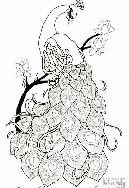 عکس طرح طاووس برای نقاشی