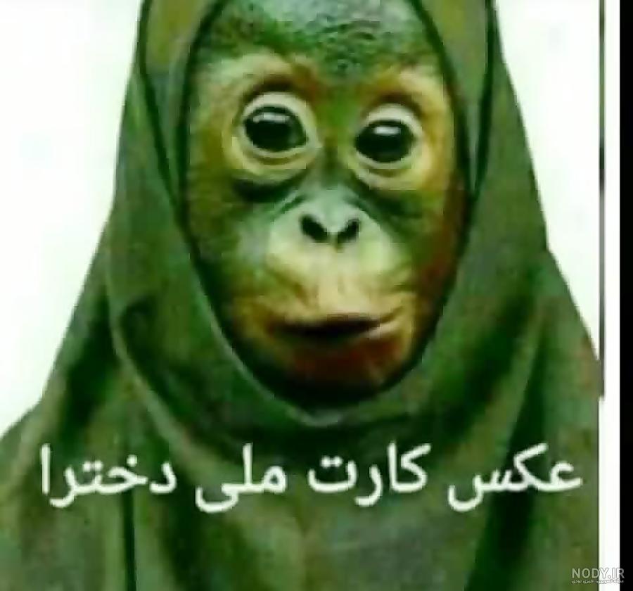عکس میمون کارتونی بامزه عکس میمون کارتونی بامزه