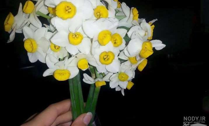 عکس نوشته گل نرگس برای پروفایل
