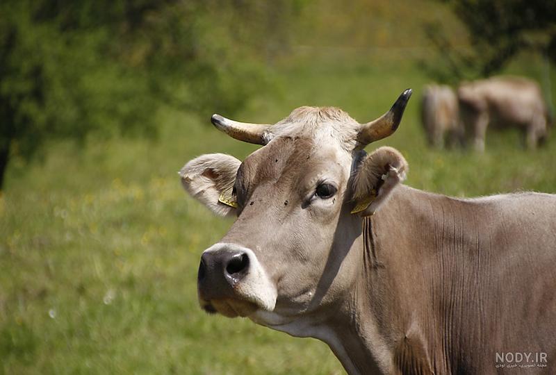 عکس گاو زیبا