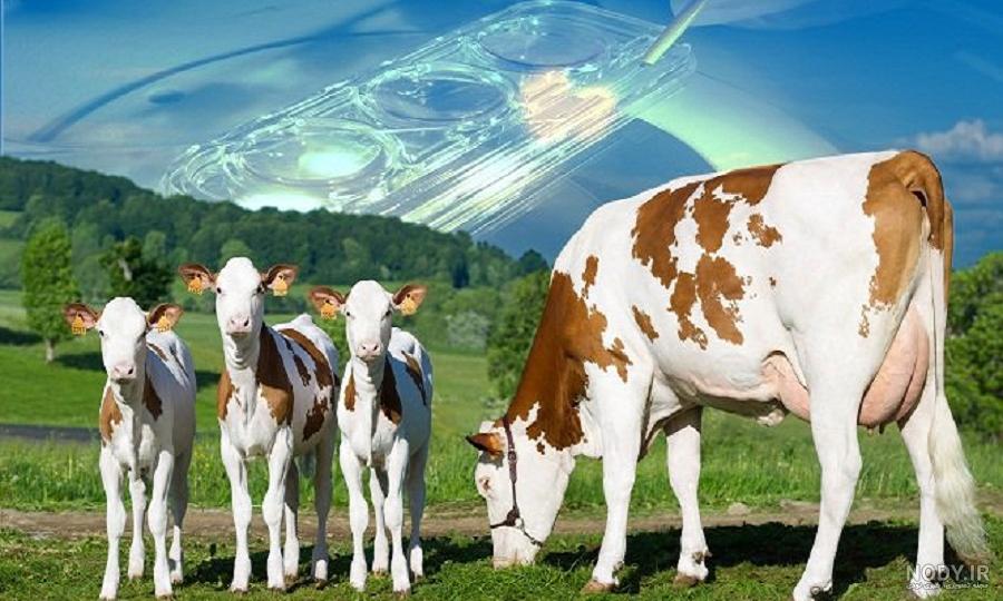 عکس گاو هلندی عکس گاو هلندی