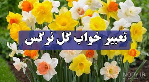 عکس گل نرگس متحرک