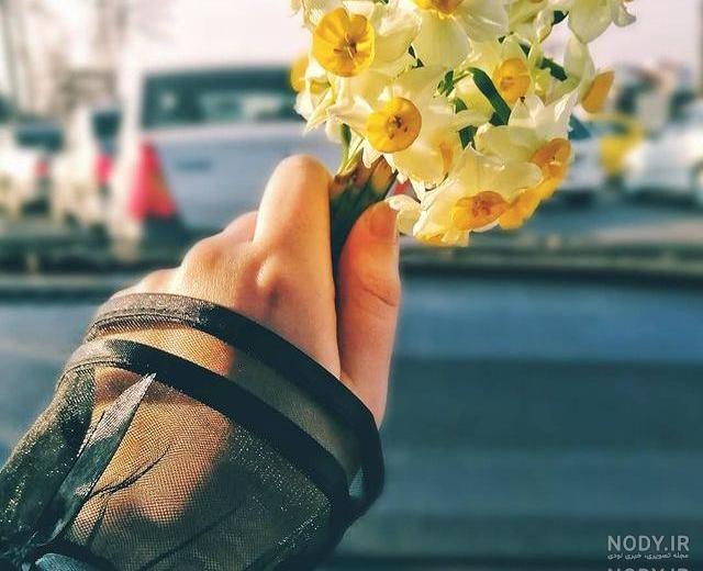 عکس گل نرگس و رز