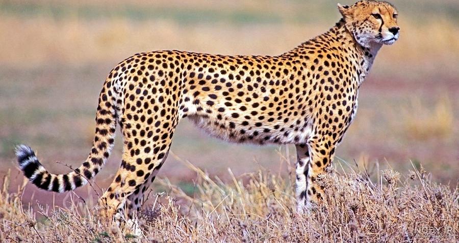 عکس یوز پلنگ و چیتا