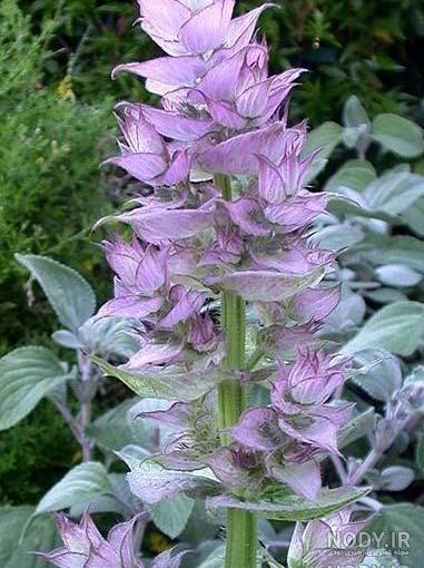 عکسهای گل مریم زیبا