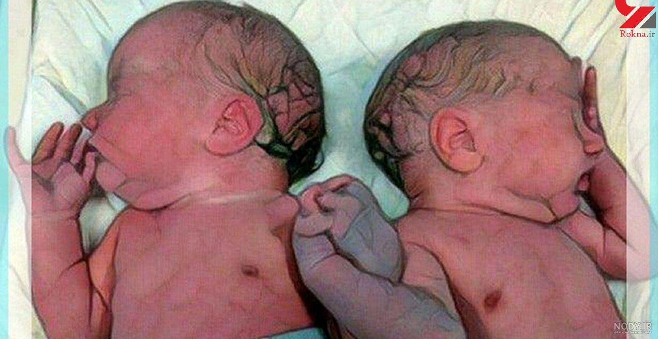غذای مورچه ها چیست غذای مورچه ها چیست