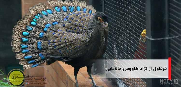 ملکه عکس طاووس صورتی ملکه عکس طاووس صورتی