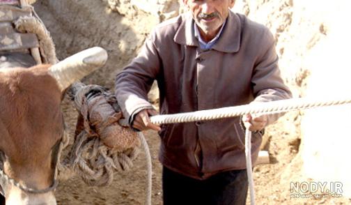 وزن گاو سیستانی وزن گاو سیستانی