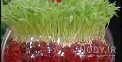 ژله عید قربان