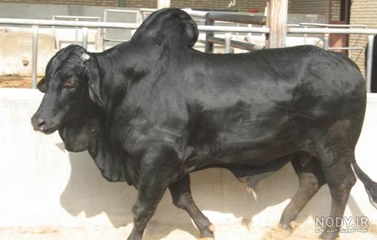 گاو شیری گونه نماینده گاو شیری گونه نماینده