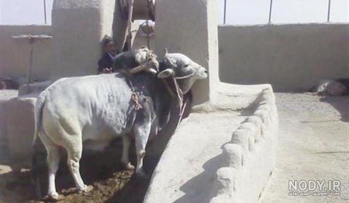 گاو نژاد برانگوس گاو نژاد برانگوس