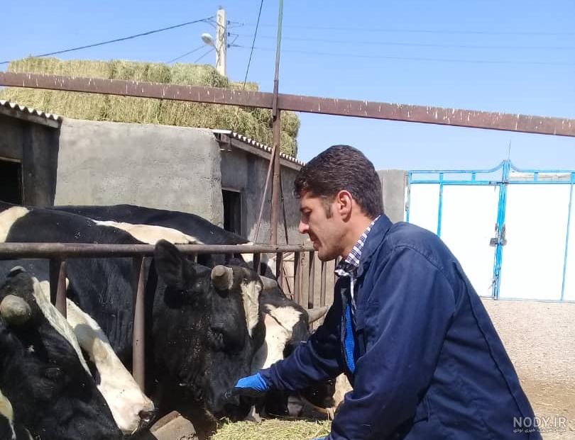 گاو گلپایگانی گاو گلپایگانی