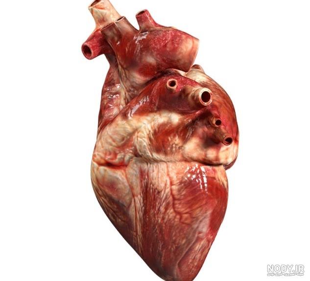 آناتومی قلب به زبان ساده