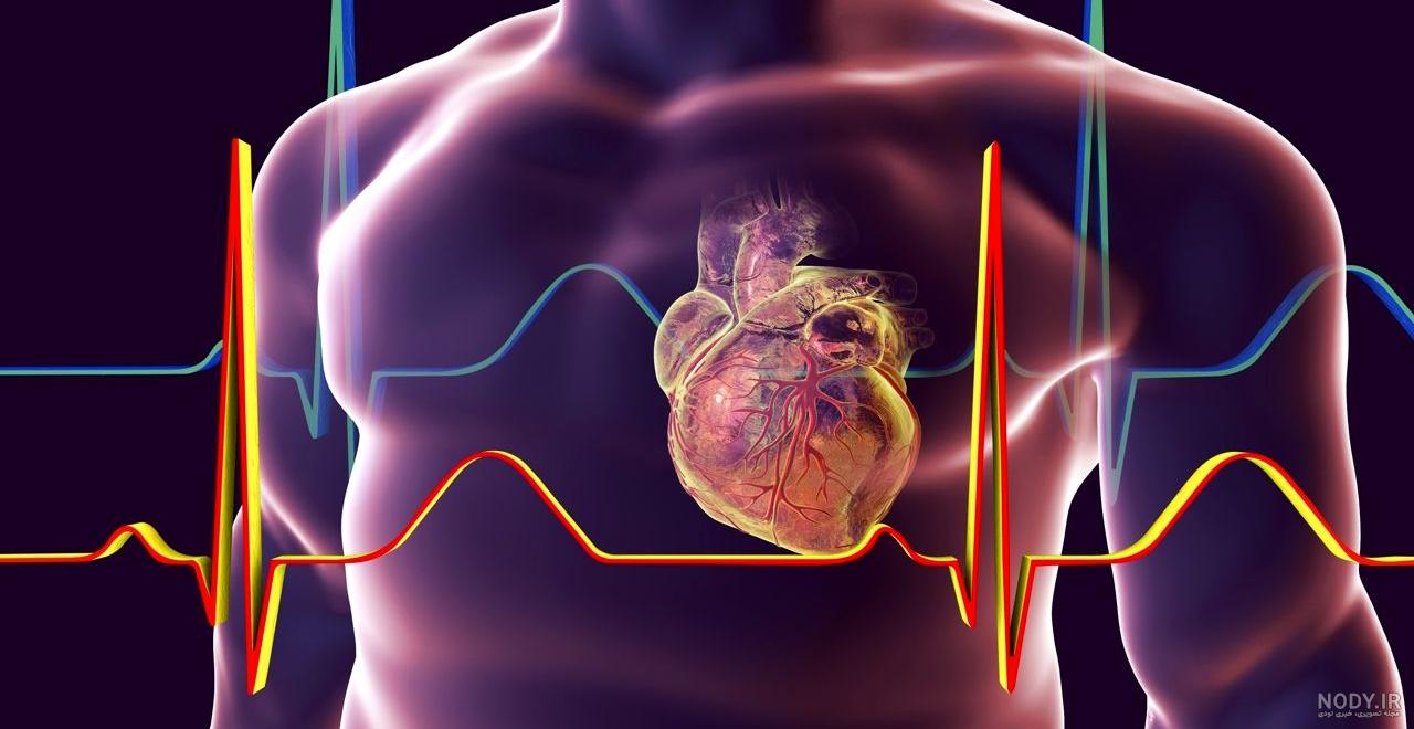 آناتومی قلب جنین