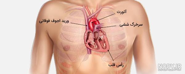 عکس قلب واقعی انسان برای پروفایل