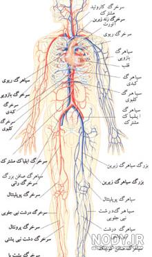 قلب انسان چگونه کار میکند