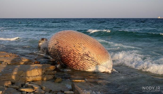 بهترین ساحل کیش برای عکاسی