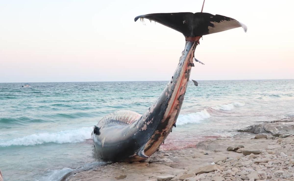 عکس خفن عکس جزیره کیش از بالا