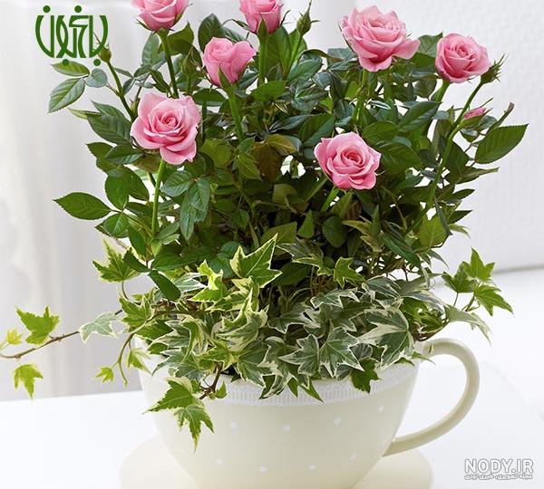 آفات گل ساناز